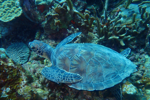 Cartagena: PADI DISCOVER SCUBA / MINICURSO DE BUCEO