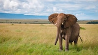 3 jours Masai Mara rejoindre Safari de Nairobi - Hizvo