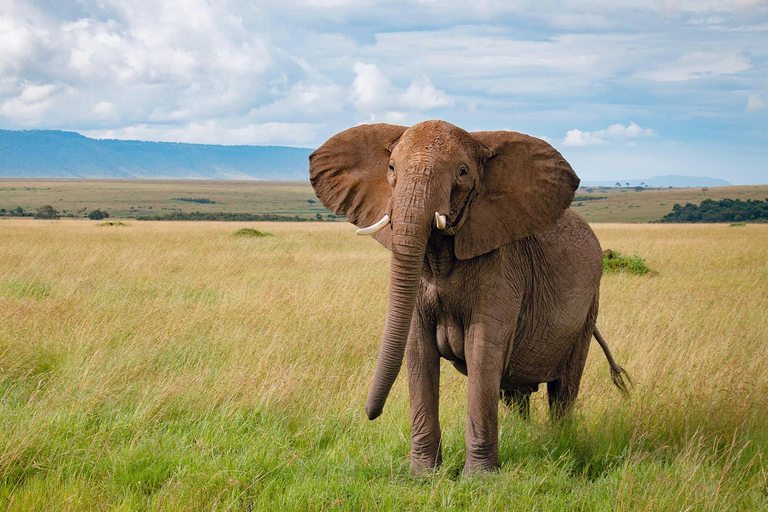 3-Days Masai Mara Joining Safari From Nairobi 3-Days 2 Nights Masai Mara Safari From Nairobi