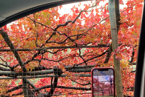 Sorrento: Amalfi Coast Tour with Boat Ride Option