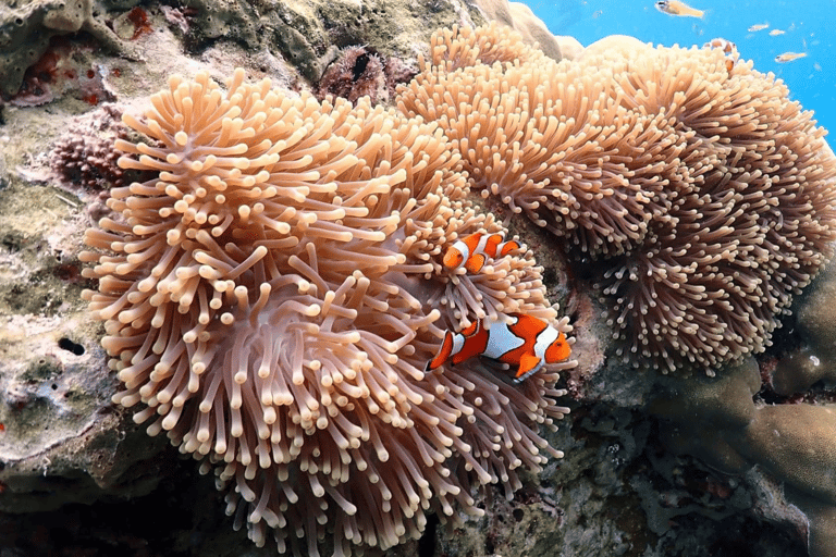 Phuket : Surin Island by Speedboat Khao Lak: Surin Island by Speedboat