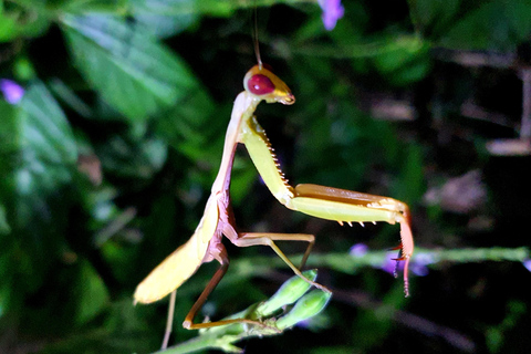 Khao Sok: Half-Day & Night Wildlife Trek and Jungle Dinner Option 6: Half-Day & Night Trek with Dinner From Khao Lak