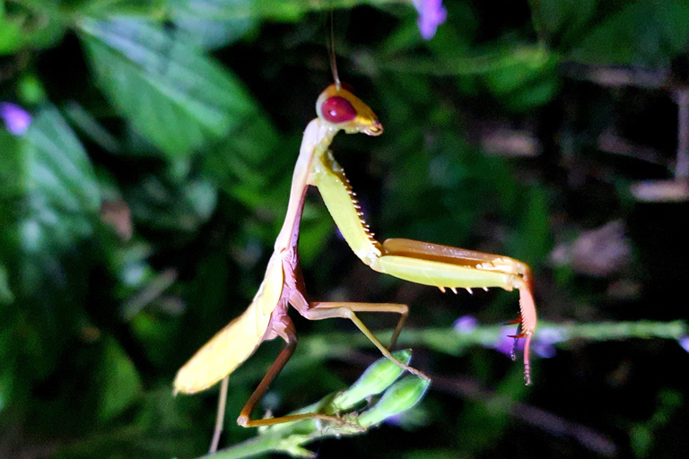Khao Sok: Half-Day & Night Wildlife Trek and Jungle Dinner Option 6: Half-Day & Night Trek with Dinner From Khao Lak