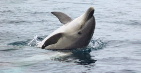Dolphin Watching and Local Caves