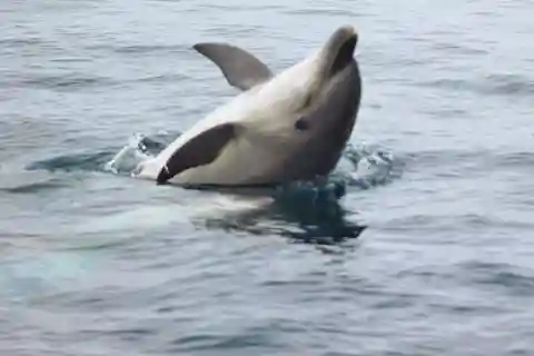 Osservazione dei delfini e grotte locali
