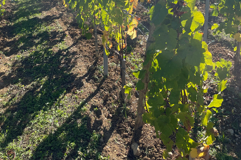 From Bordeaux: Morning in Saint-Emilion – Breakfast + Tour + Tasting Morning in Saint-Emilion from Bordeaux: Breakfast + Tour + Tasting