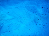 Schnorchel -Tour in Levanto und entdecken Sie die Wunder des Meeres! - Housity