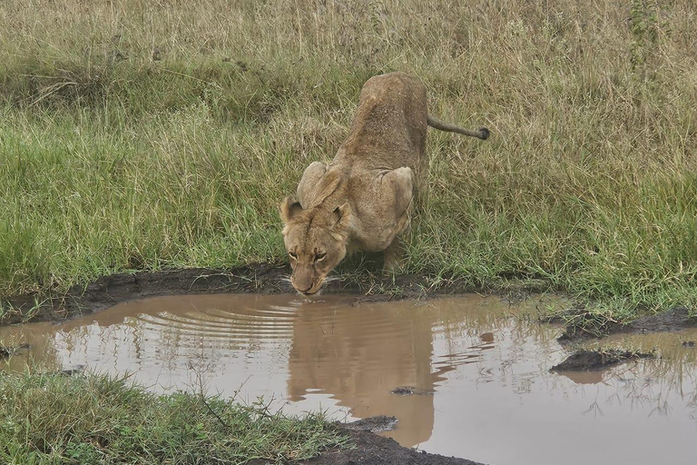 Parc national de Nairobi : promenade nocturne avec prise en charge gratuite