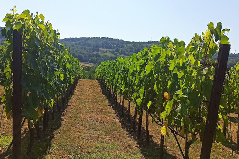 Visit Pisa & Lucca with lunch in a family-run winery Visit Pisa & Lucca with lunch in a family-run winery farm