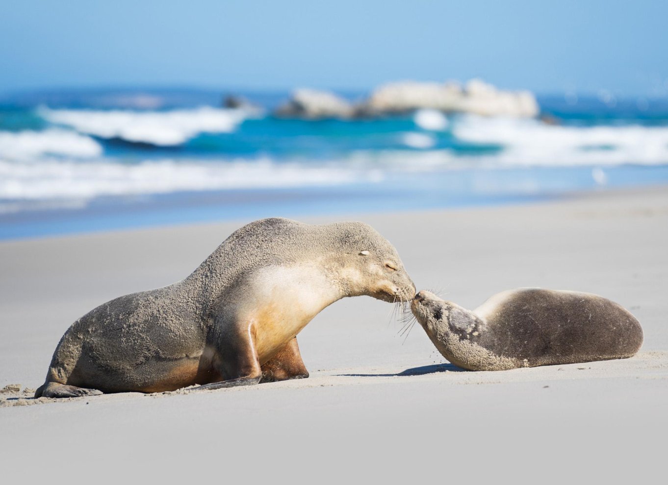 Fra Penneshaw: Kangaroo Island Seal Bay Beach guidet tur