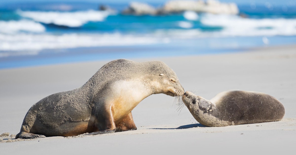 カンガルー アイランド シール ベイ ビーチ エクスペリエンス ガイド付きツアー GetYourGuide
