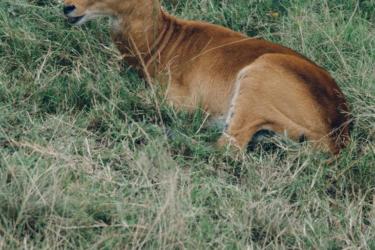 Tanzania: 2-Day Mid-Range Safari to Tarangire and Ngorongoro