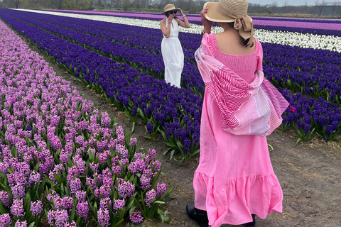 Lisse: Private Tulip Fields Tour with a Local Guide 1h Tour
