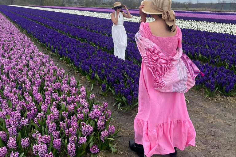 Lisse: Private Tulip Fields Tour with a Local Guide 1h Tour