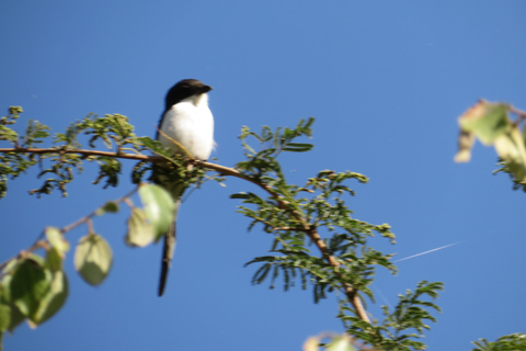 Addis Ababa: 8-Day Bale Mountains Birdwatching Tour