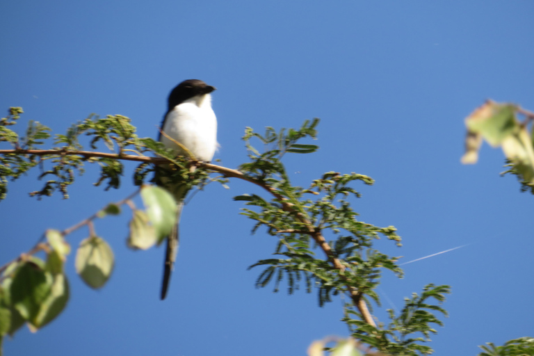 Addis Ababa: 8-Day Bale Mountains Birdwatching Tour