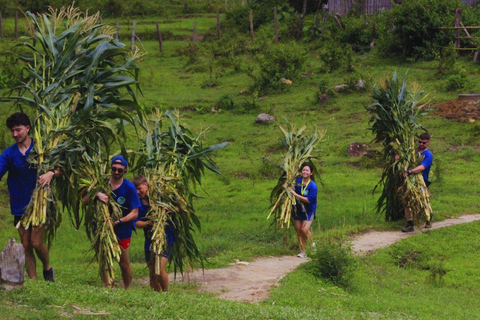 Chiang Mai: Santuario degli elefanti Living Green e rafting con i bambùChiangmai: Santuario degli Elefanti e Bamboo Rafting