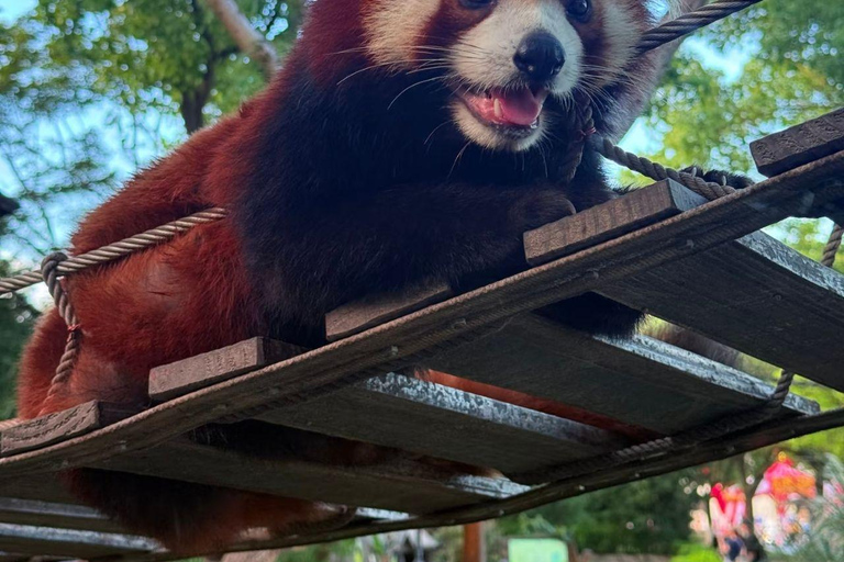 Shanghai Wild Animal Park: Safari Adventure Entry Pass Shanghai Wild Animal Park Full-Day Ticket