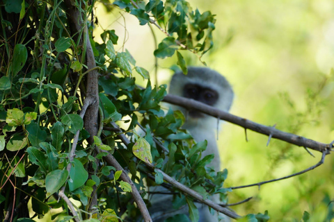 Livingstone: Game Drive & Cultural Tour Game viewing and Rhino walk in the Mosi oa Tunya park