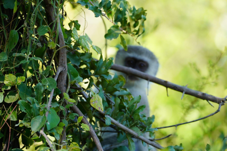 Livingstone: Game Drive & Cultural Tour Game viewing and Rhino walk in the Mosi oa Tunya park