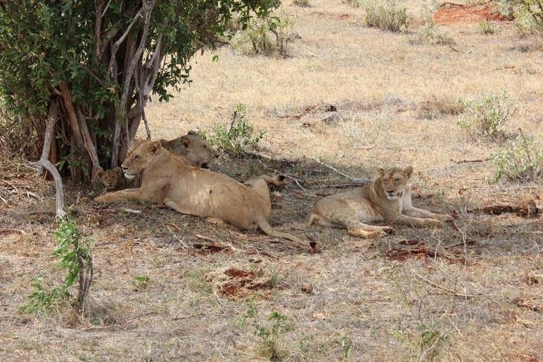 Mombasa: Safari de 4 días a Tsavo Este, Tsavo Oeste y Amboseli