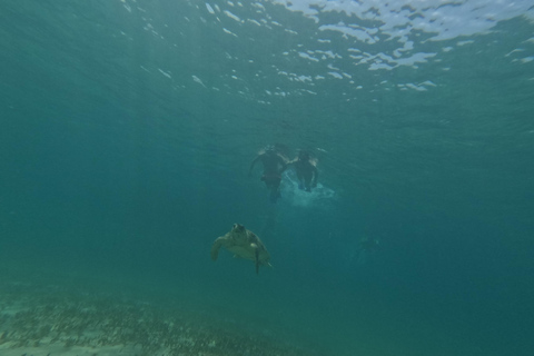 Pafos: Wycieczka skuterem morskim na obserwację żółwi i snorkelingPafos: Wycieczka skuterem morskim na oglądanie żółwi i snorkeling