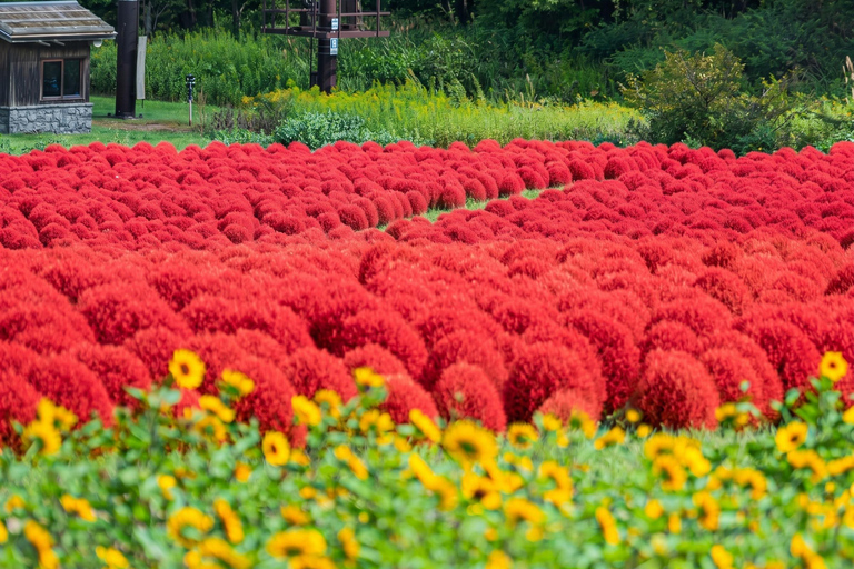 From Sapporo: Hoheikyo Dam, Jozankei & Lake Shikotsu Tour Shared Tour, Meet at Sapporo Station