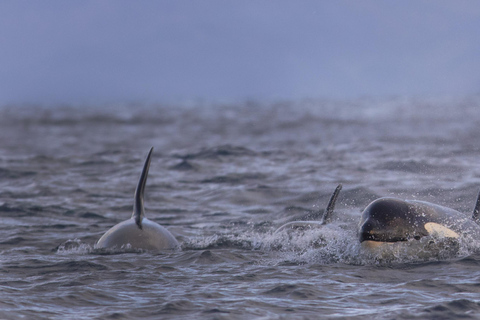 Skjervøy : Excursion en bateau chauffé pour l&#039;observation des orques et des baleines