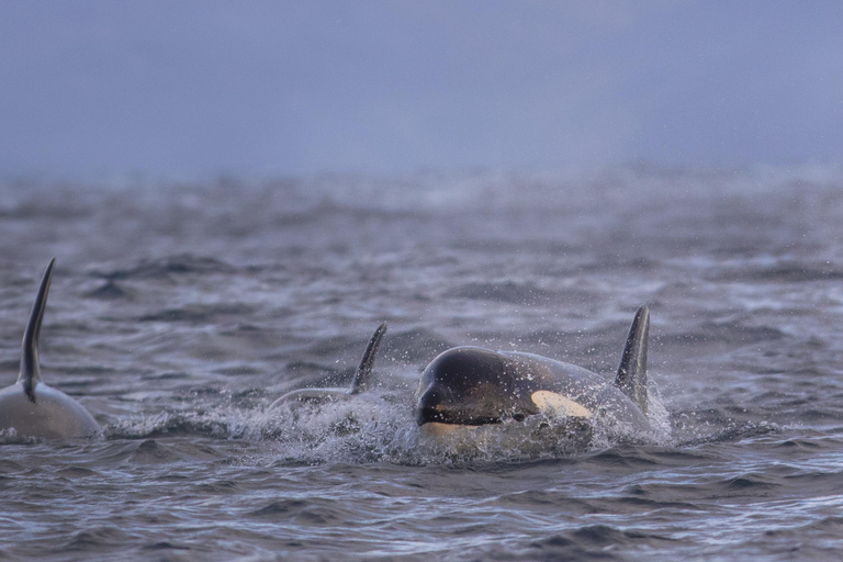 Skjervøy : Excursion en bateau chauffé pour l&#039;observation des orques et des baleines