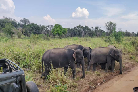 Kandy: Dambulla Cave Temple, Pidurangala, & Safari Tour