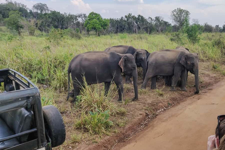 Kandy: Dambulla Cave Temple, Pidurangala, & Safari Tour