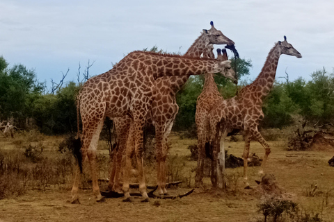 Eswatini: Rhino Walk in Hlane Royal National Park