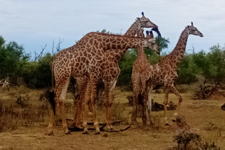 Eswatini: Rhino Walk in Hlane Royal National Park