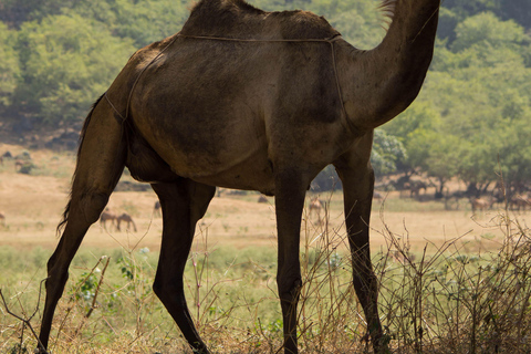 Khareef Salalah - Wadi Derbat and Mountains Full Day