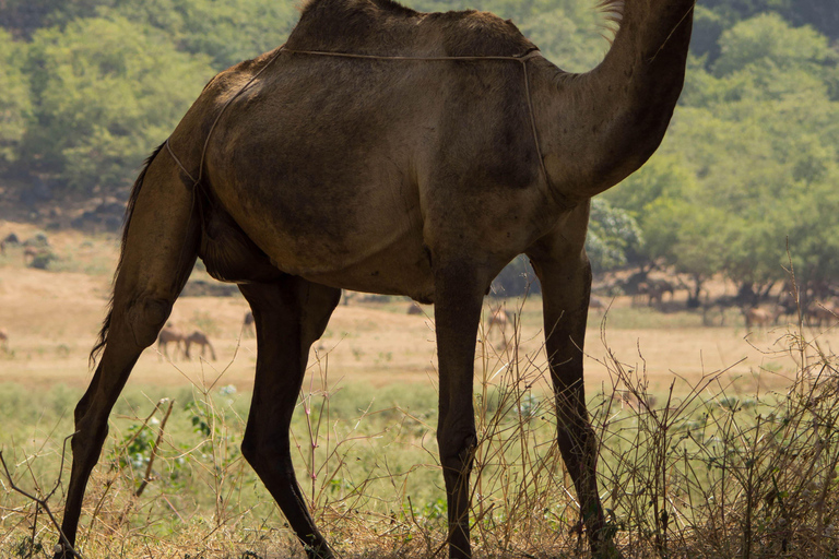 Khareef Salalah - Wadi Derbat and Mountains Full Day