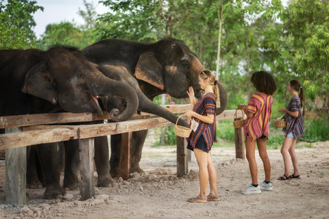 Chiang Mai: Ethisch voederprogramma voor olifantenbijeenkomsten