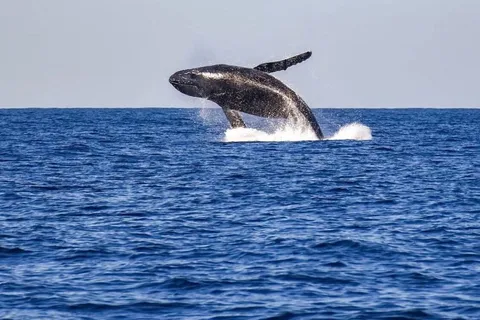 Vanuit New York: Walvis- en wildlife-watching cruise van een halve dag