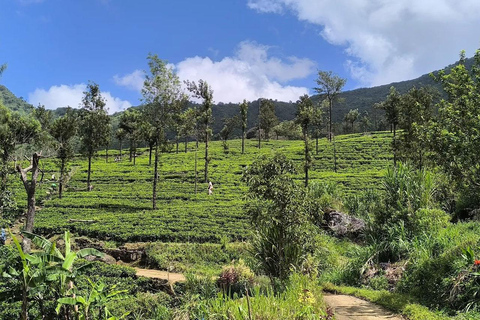 From Kandy: Pekoe Trail Stage 3 Guided Hike