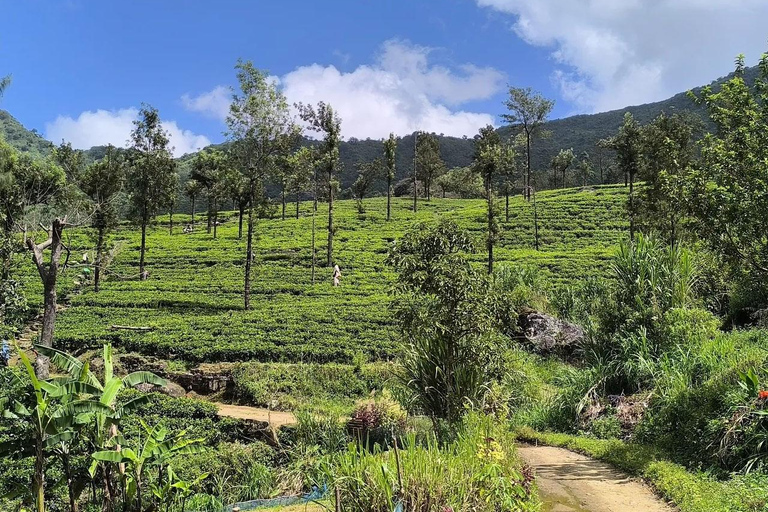 From Kandy: Pekoe Trail Stage 3 Guided Hike