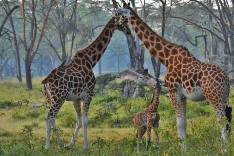 Nairobi: 5-dagars safariresa i Naivasha och Nakuru