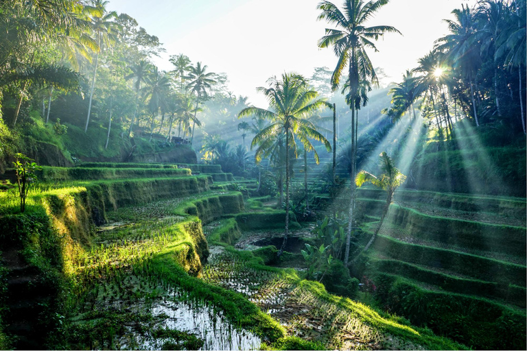 Bali DPS Airport Private Transfer to/from Ubud/Kuta/Denpasar Arrival: DPS Airport to hotel in Denpasar center