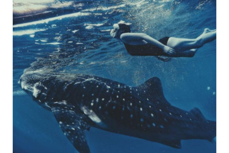 Cebú:Excursión en grupo con tiburón ballena, cascada y carrera de sardinas+Comida