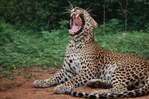 3-Day Yala & Bundala Wildlife Experience From Colombo.