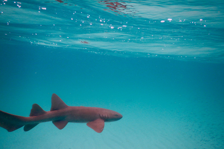 Islamorada: Half Day Charter Half Day Charter