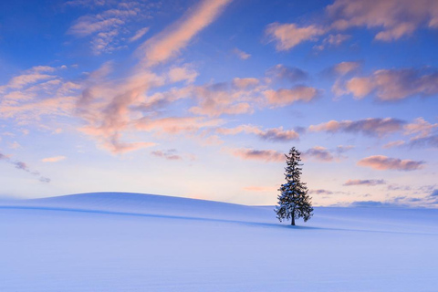 From Sapporo: Ningle Terrace Illumination & Biei Snow Tour