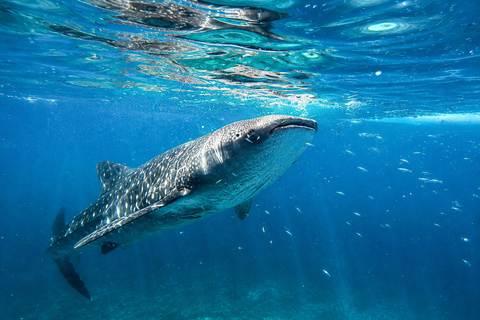 Cebu: Oslob Whale Sharks & Kawasan Canyoneering Tour Shared / Group Tour