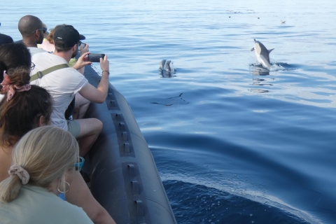 Delfinbeobachtung im Arrábida Naturpark