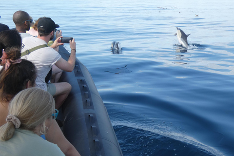 Sesimbra: Tour in barca per l&#039;osservazione dei delfini di Arrábida con biologoSesimbra: Tour in barca con biologo per l&#039;osservazione dei delfini di Arrábida