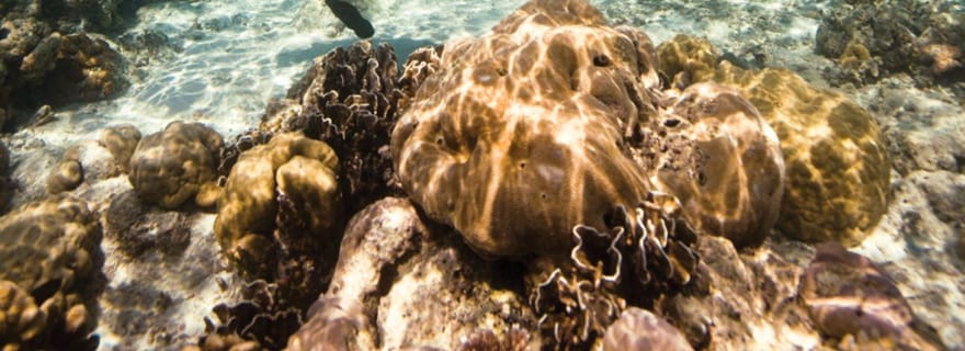 Key Largo : Cours de remise à niveau en plongée