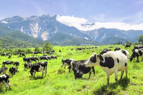 Kota Kinabalu: 4-Day Tour, Nature, River and City